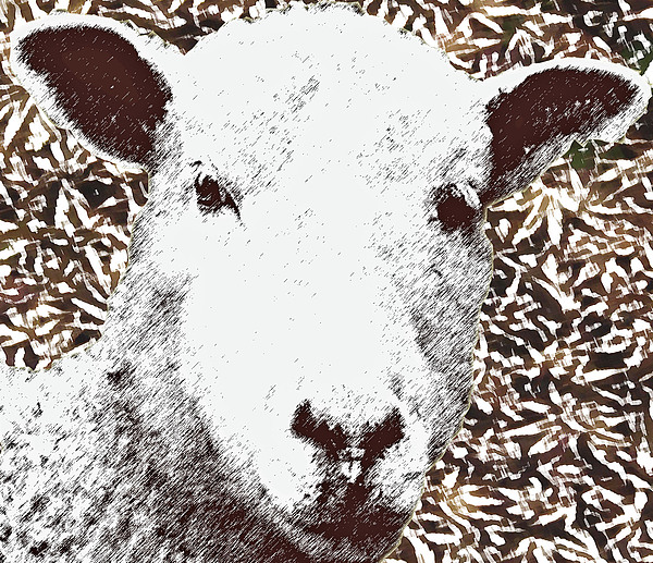 Eyes Upon Ewe by Rodger Mansfield Eyes Upon Ewe by Rodger Mansfield