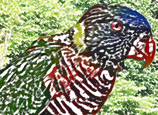 Jungle Polly by Rodger Mansfield Jungle Polly by Rodger Mansfield